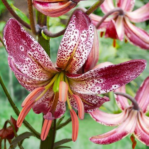 Lily Alberta Morning - order online directly from Holland