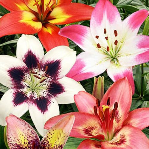 Lily (Lilium) Asiatic Bi-colour Collection - bestil online direkte fra Holland