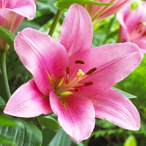 Lily (Lilium) Brindisi - zamów online bezpośrednio z Holandii