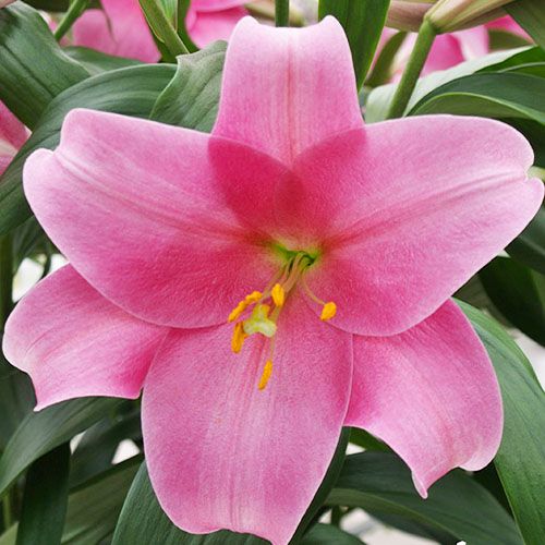 Lily Dancing Lady - order online directly from Holland