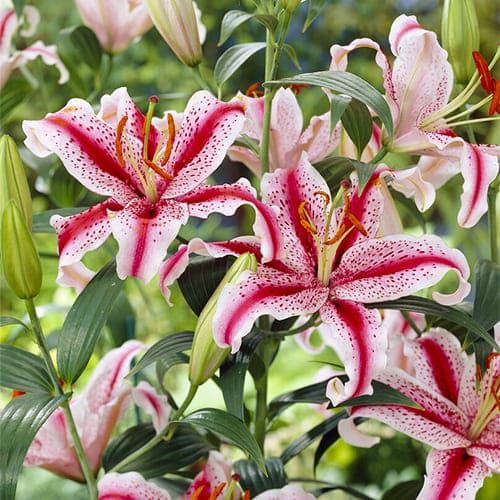 Lily (Lilium) Dizzy - order online directly from Holland