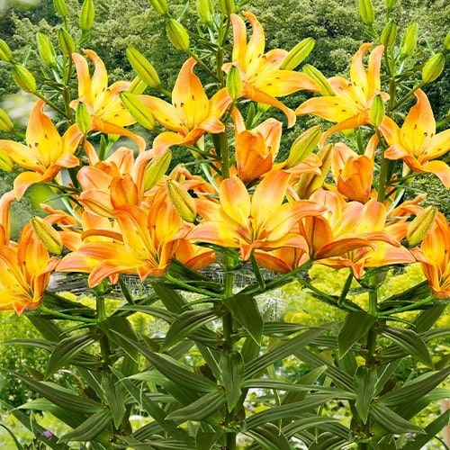 Lily (Lilium) Easy Fantasy - order online directly from Holland