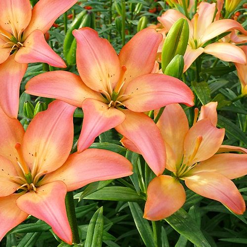 Lily (Lilium) Easy Whisper - order online directly from Holland