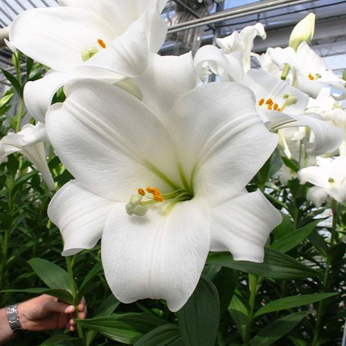 Lily (Lilium) Global Harmony - Tilaa verkossa suoraan Hollannista