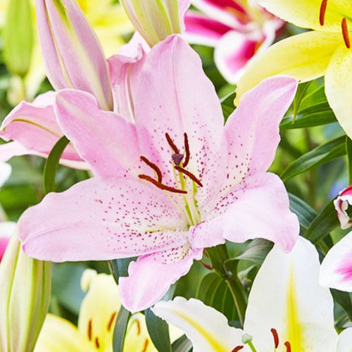 Lily (Lilium) Josephine - order online directly from Holland