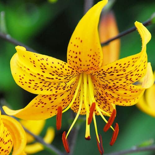 Lily (Lilium) Leichtlinii - order online directly from Holland