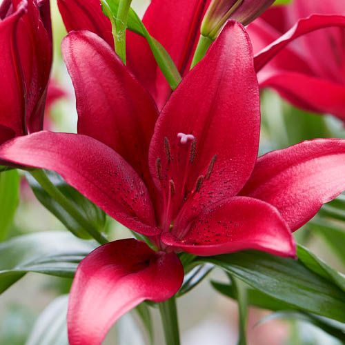 Lily (Lilium) Lemberg - order online directly from Holland