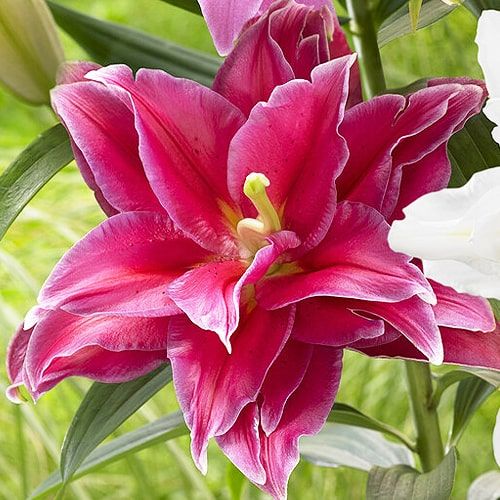 Lily (Lilium) Grand Amour