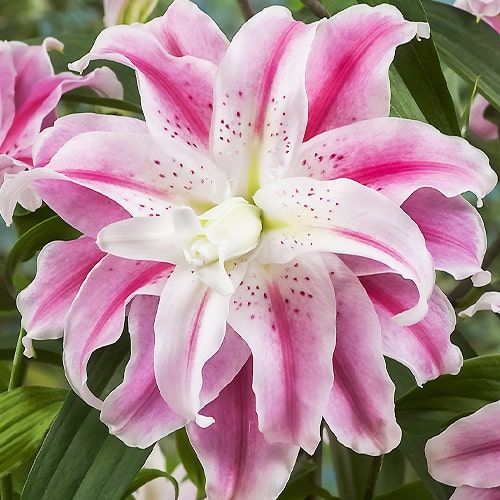 Lily (Lilium) Sweet Rosy - order online directly from Holland