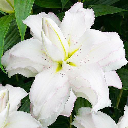 Lily (Lilium) Lotus Beauty - pedido en línea directamente a Holanda