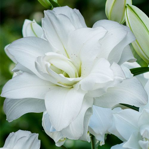 Lily Lotus Pure - order online directly from Holland