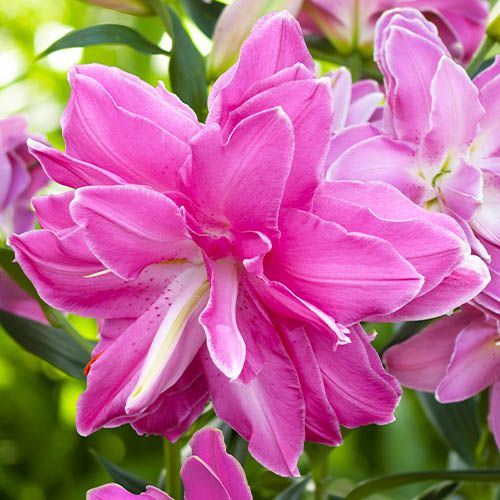 Lily (Lilium) Lotus Wonder - zamów online bezpośrednio z Holandii