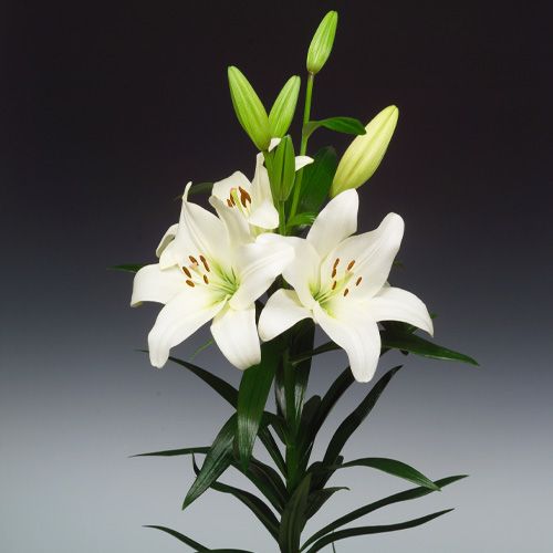 Lily (Lilium) Merluza - zamów online bezpośrednio z Holandii