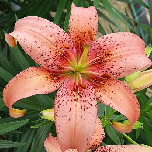 Lily (Lilium) Morpho Pink - order online directly from Holland
