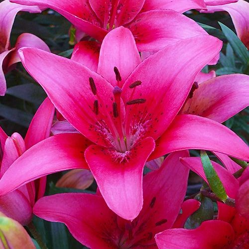 Lily (Lilium) Pink County - bestil online direkte fra Holland