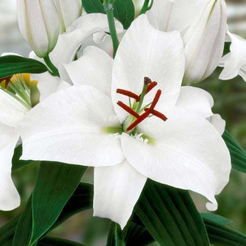 Lily (Lilium) Premium Blond - order online directly from Holland