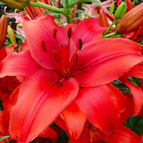 Lily (Lilium) Red Highland - Tilaa verkossa suoraan Hollannista