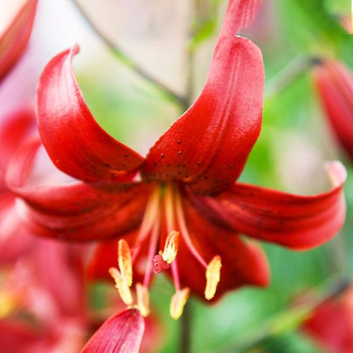 Lily (Lilium) Red Life - Tilaa verkossa suoraan Hollannista