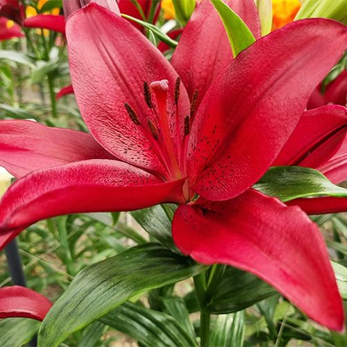 Lily (Lilium) Red Rock