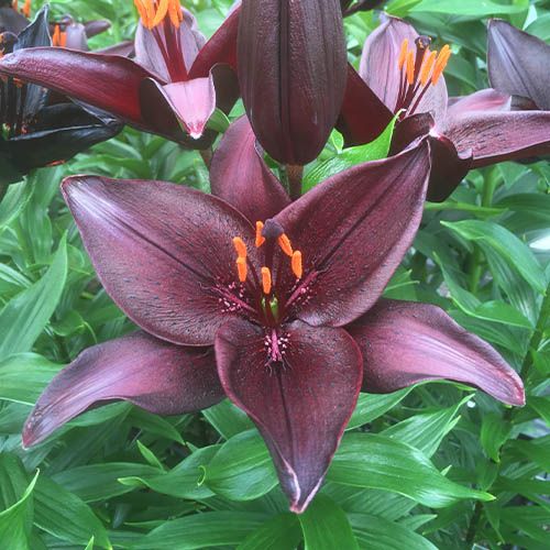 Lily Secret Kiss - order online directly from Holland