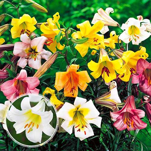 Lily (Lilium) Trumpet Collection