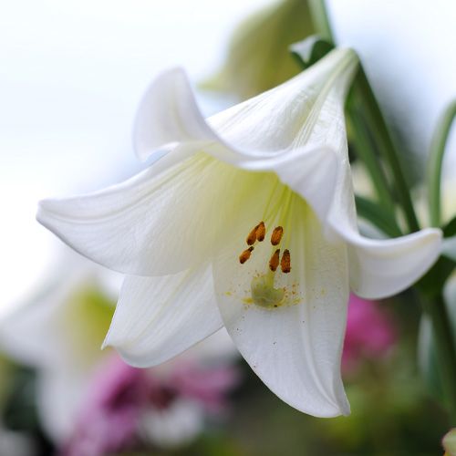 Lily White Heaven - order online directly from Holland
