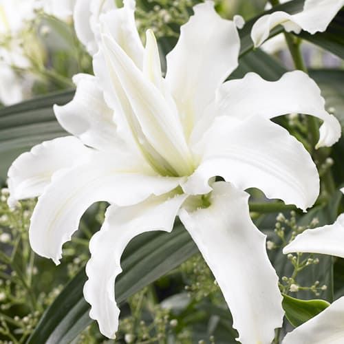 Lily (Lilium) Polar Star - order online directly from Holland