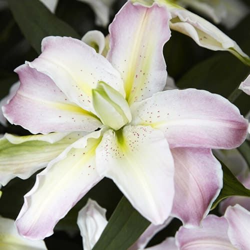 Lily (Lilium) Soft Music - order online directly from Holland