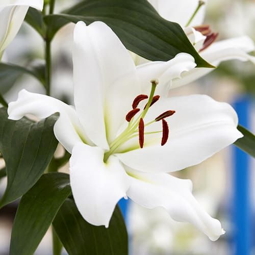 Lily (Lilium) Zambesi - order online directly from Holland