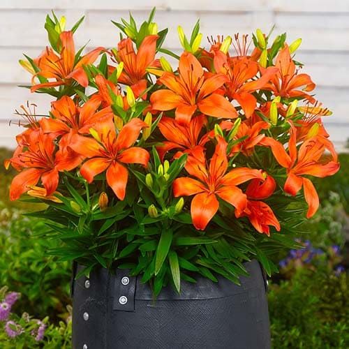 Lily Orange Matrix - order online directly from Holland