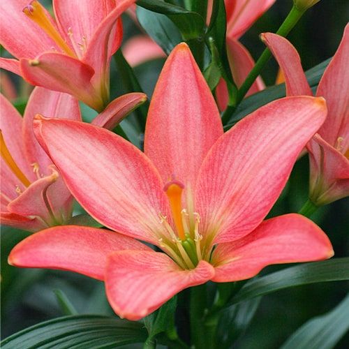 Lily (Lilium) Little Kiss - order online directly from Holland