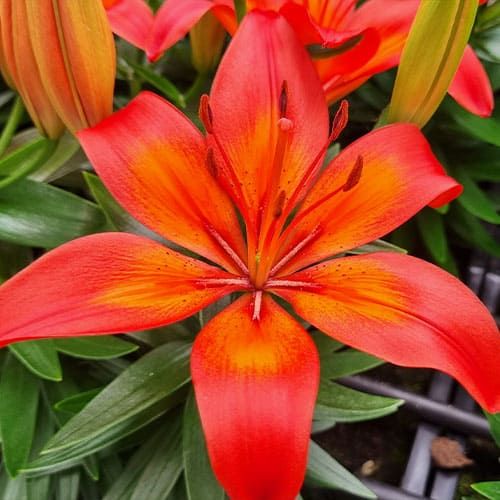 Lily Matrix - order online directly from Holland