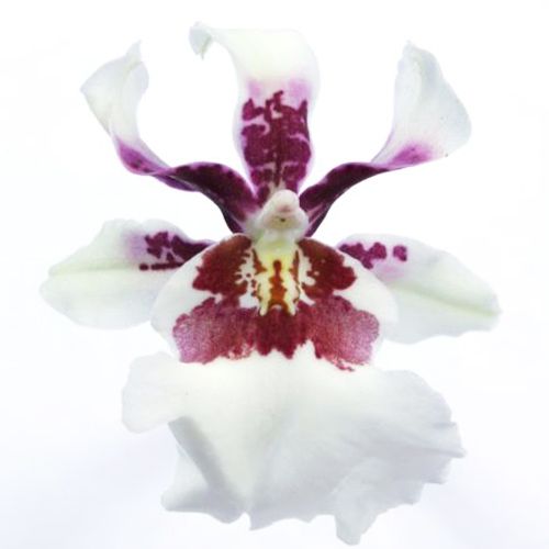 Miltonia (Orchid) Bartley White