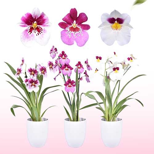 Miltonia Orchid Collection (2 spikes)