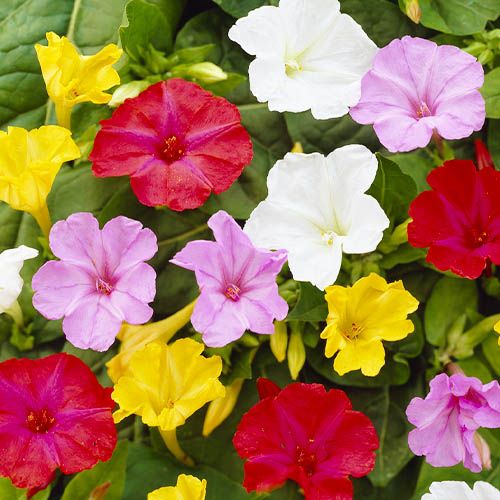 Mirabilis Jalapa - order online directly from Holland