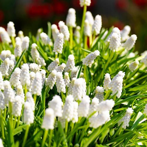 Muscari armeniacum Siberian Tiger - order online directly from Holland