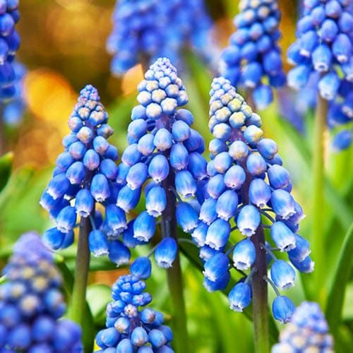 Muscari Armeniacum - order online directly from Holland