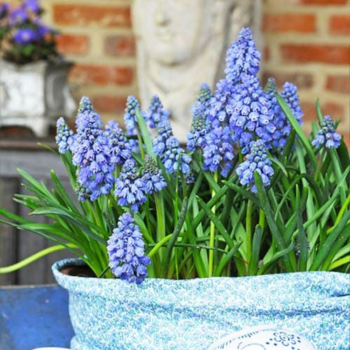 Muscari Azureum - order online directly from Holland