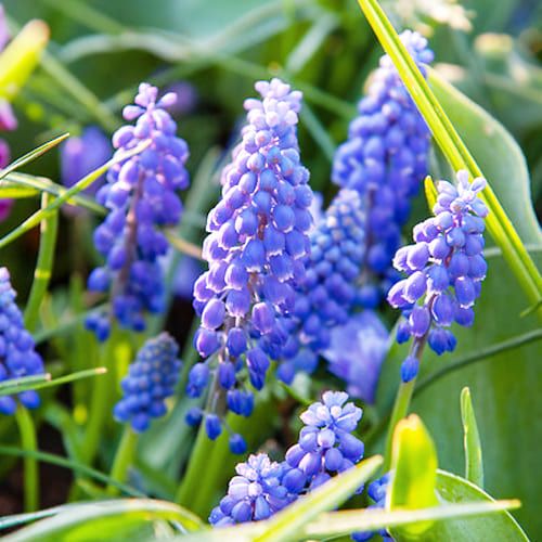 Muscari armeniacum Big Smile - order online directly from Holland