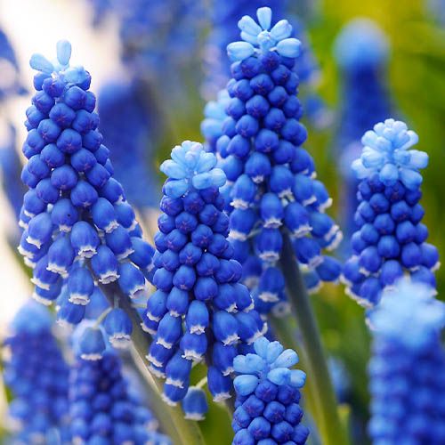 Muscari Dark Eyes - order online directly from Holland