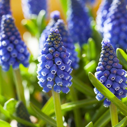 Muscari Marleen - order online directly from Holland