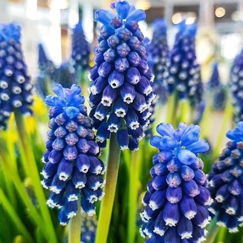 Muscari Night Eyes - order online directly from Holland