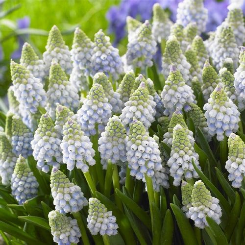 Muscari Ocean Magic - order online directly from Holland