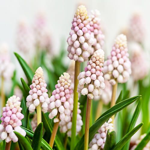 Muscari Pink Sunrise - order online directly from Holland