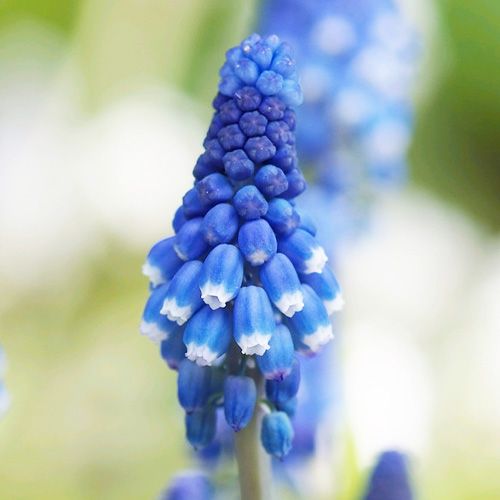 Muscari Superstar - order online directly from Holland