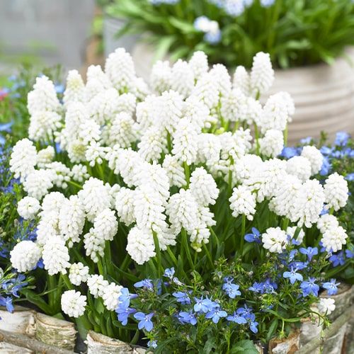 Muscari White Magic - order online directly from Holland