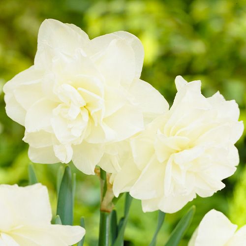 Narcissus (Daffodil) Calgary