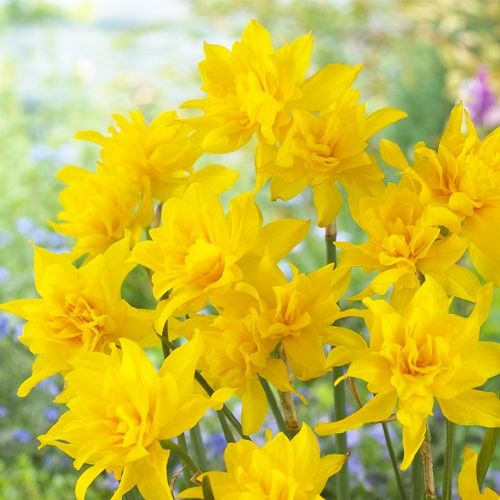 Narcissus (Daffodil) Double Campernelle - order online directly from Holland