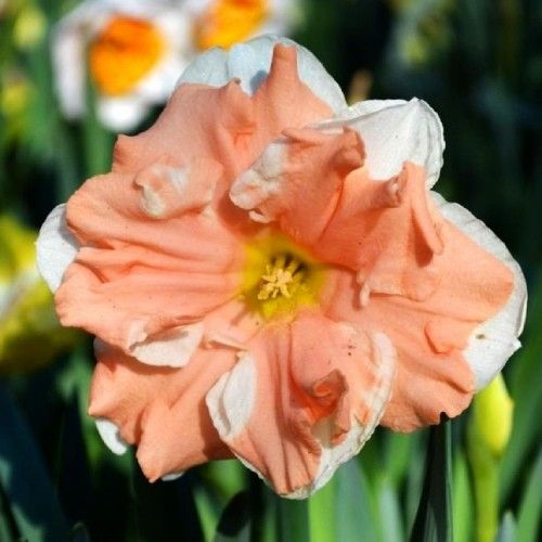 Narcissus (Daffodil) Apricot Whirl