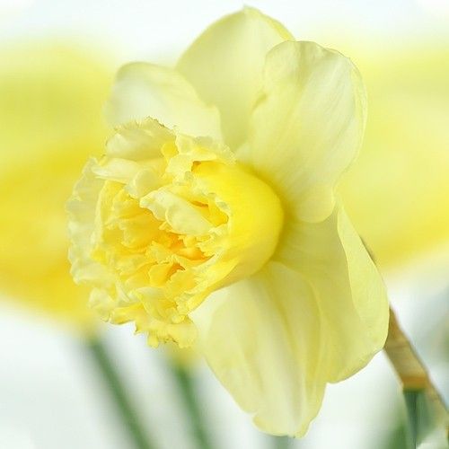 Narcissus (Daffodil) Art Design